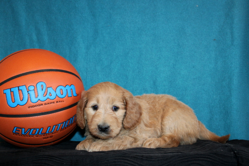 puppy, for, sale, Mini Goldendoodle , Matthew B. Stoltzfus, dog, breeder, Gap, PA, dog-breeder, puppy-for-sale, forsale, nearby, find, puppyfind, locator, puppylocator, aca